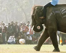 《大象男孩》:一段跨越大陆的寻亲之旅,人与动物的真挚情感!